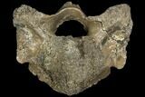 Fossil Rhino (Stephanorhinus) Atlas Vertebra - Germany #111863-1